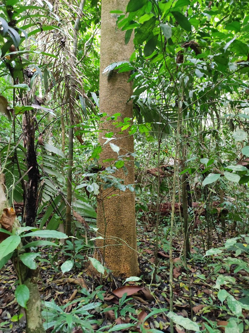 Dinde Mora - Vista 3